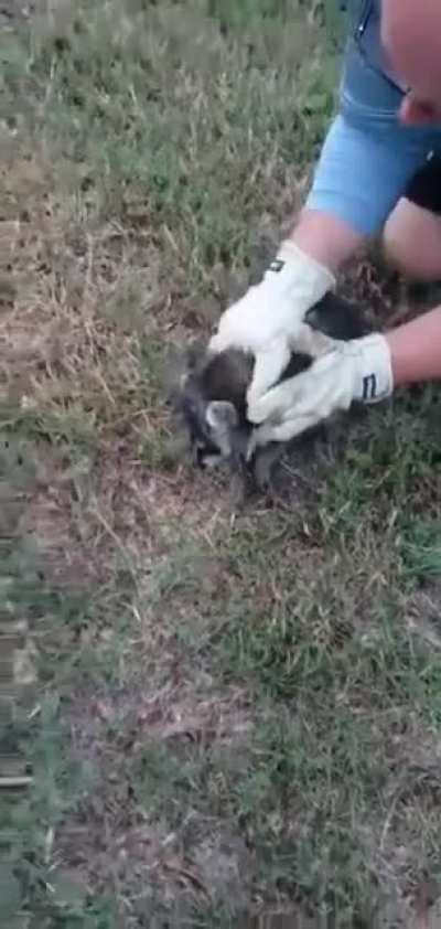 Raccoon Raccoon