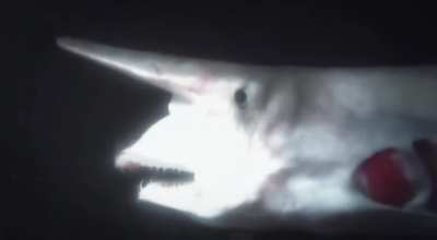 With the goblin shark, it&rsquo;s pretty straightforward