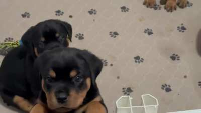 Giant Rotts Kennel