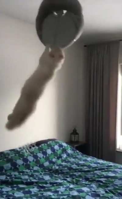 Breaking ball, hooman!