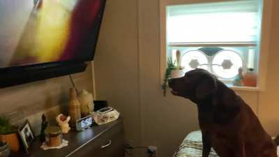 DMX Biggest Fan