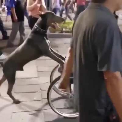 Dog helping his human during US protest