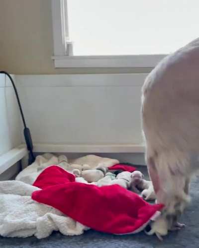 Making sure all her babies are accounted for