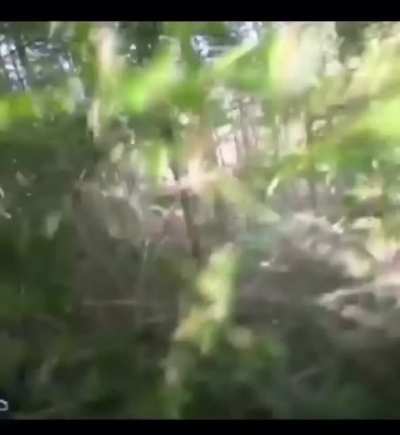 Mtb vs. Deer on a trail.