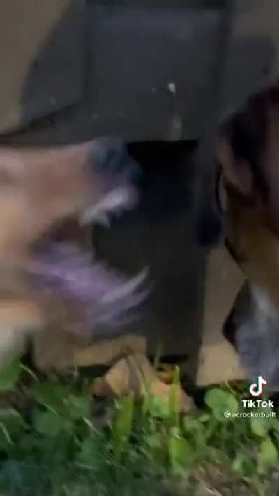 I&rsquo;m sorry, I usually wouldn&rsquo;t post TikToks, but this was just too good not to.