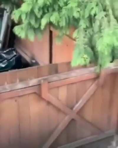 Черные лучше во всем