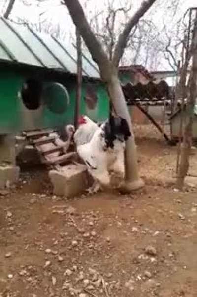 Giant Brahma Rooster steps out of the Hen House.