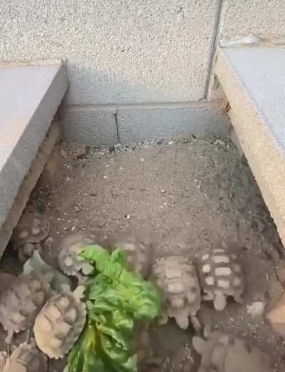 Epic tortoise