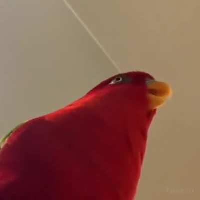 red birb is always watching