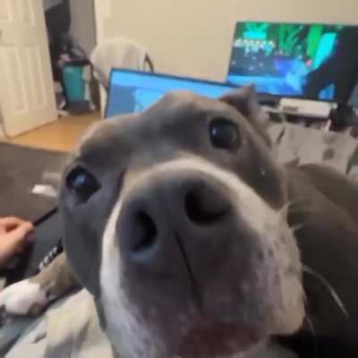"Pitbull Core"