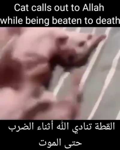 GREAT catcall for Allah (ofc cat is actually enjoying it)