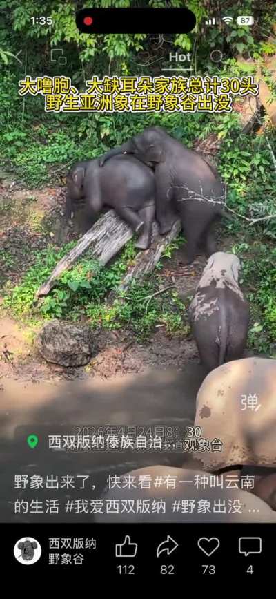 Wild elephants enjoying life in Yunnan China