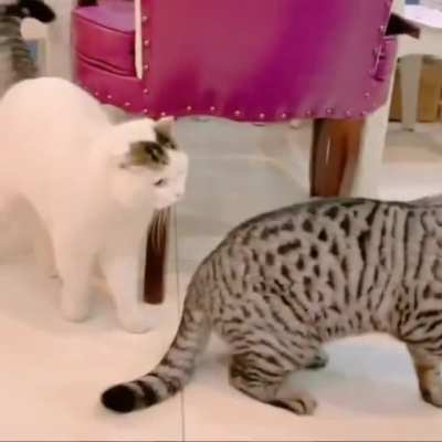 "Are you threatening me? Say hello to my little friend."