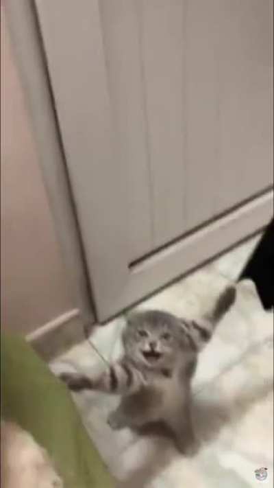 Cat gets stuck