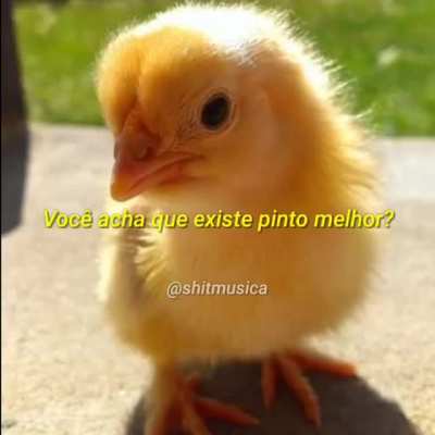 Que belo pinto