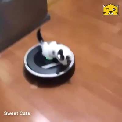 Itty bitty kitty