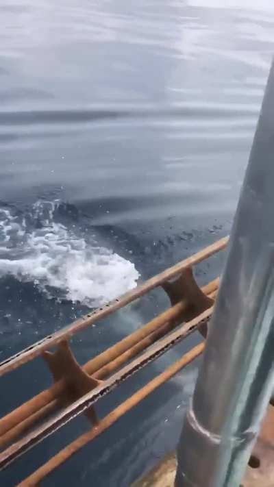 Sea Lion still swimming after losing his back flippers to a shark