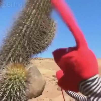Una rica compilacion de "cactus quedate quieto"