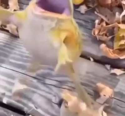 Frog 🐸