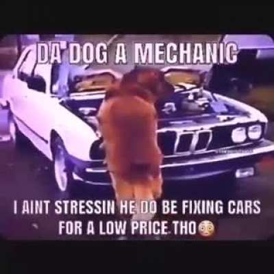 dog mechanic