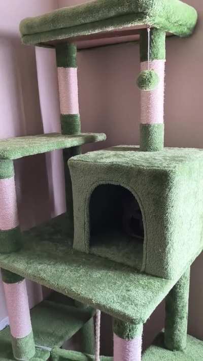 Not the typical cat