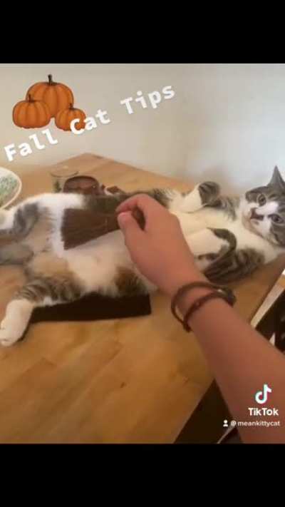 Seasonal Cat Dish