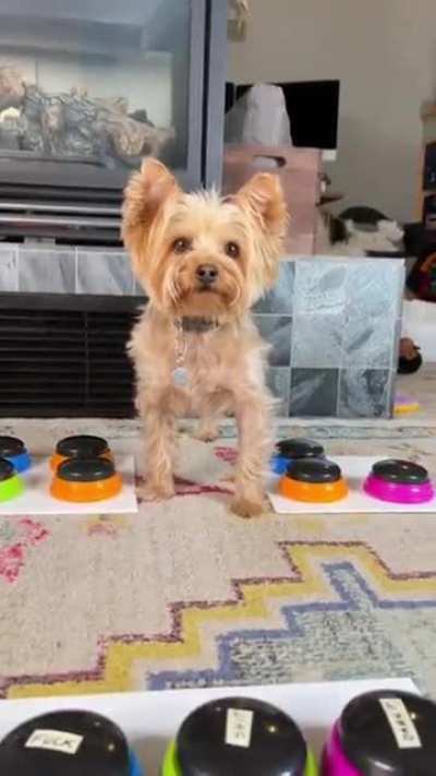 Good dog?