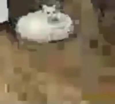 xd