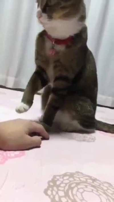 The bell is not a toy