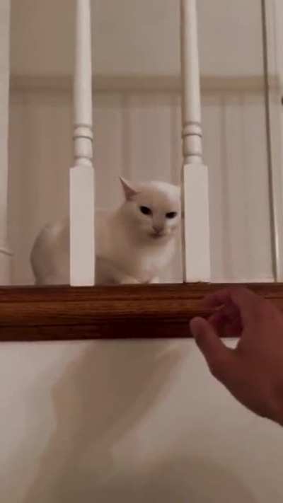 Trying to pet my friend&rsquo;s deaf (and probably racist) cat