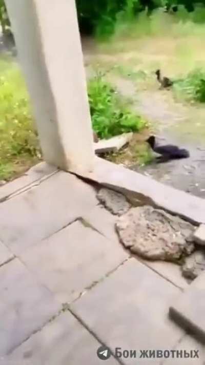 Cat attacked by several birds after snatching a bird from midair and then another cat joined the fray