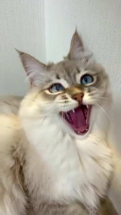 I&rsquo;m a cat. I&rsquo;m also an entrepreneur, which is really hard to be! If you get pet hair on your clothing, just blame it on Mr. Whiskerson the owner of my fine establishment named after me!