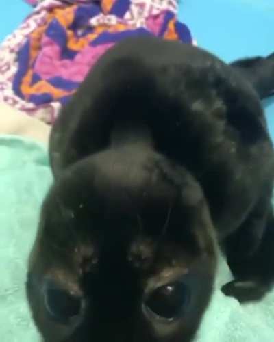 Nom nom nom