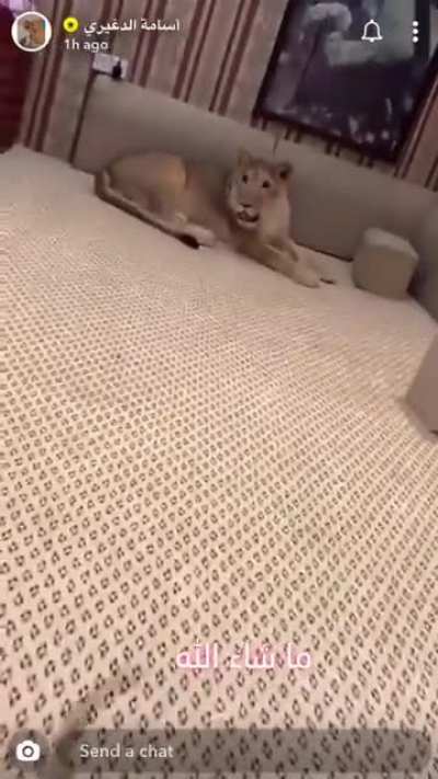 Didn&rsquo;t know sloths could move that fast