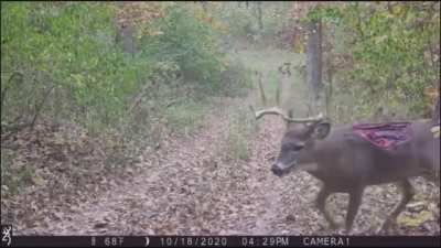 Zombie Deer 😨