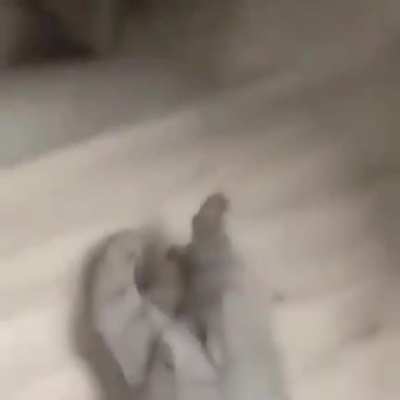 Mano &eacute; um gato com a voz do CJ,da upvote filho da puta