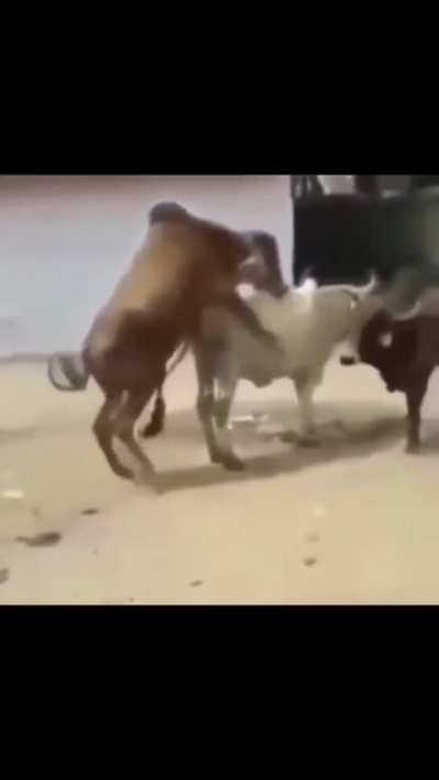 Sed Lyf