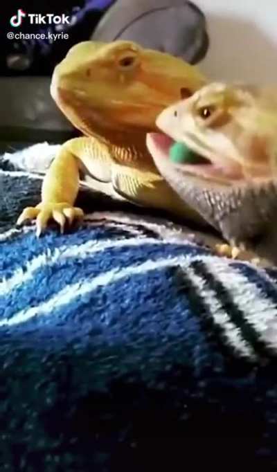 Lizards being jerks &amp;gt;:-(