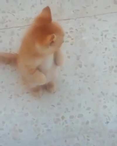 Cat.