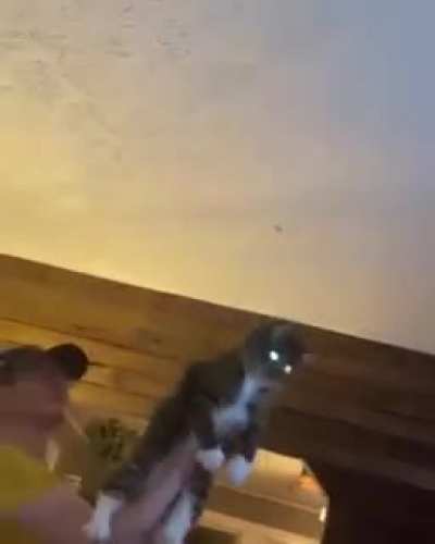 Cat is weapon..