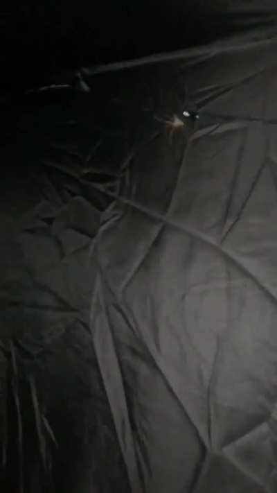 POV, your a plant growing and there&rsquo;s a spider in your tent
