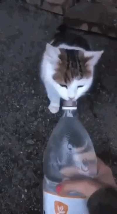 wholesome