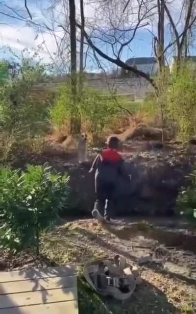 Good boy