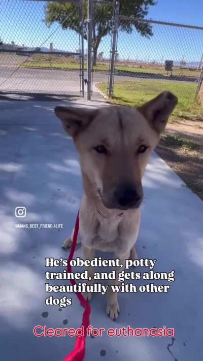 Last Call! At risk of euthanasia 11/8. Hwang Gewn is a volunteer favorite. One of the sweetest, most gentle dogs at the shelter. He&rsquo;s obedient and gets along w. other dogs. Please be his miracle. Adopt, any state. Lancaster shelter, CA