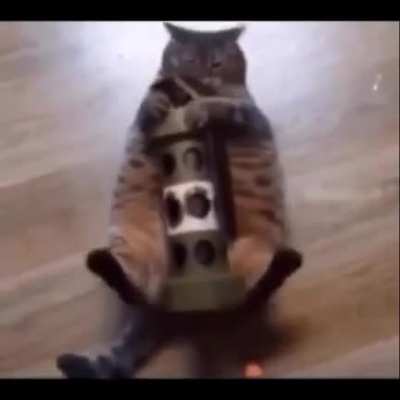 Flash Chonk