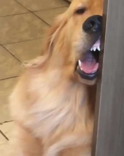 Dog just froze