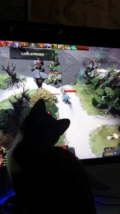 didn&lsquo;t know this would be the biggest problem with the new cat