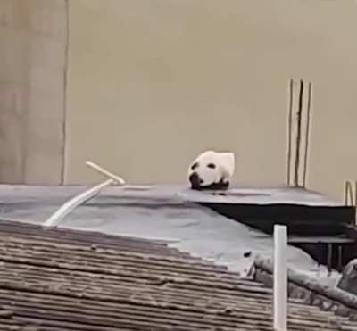 A dog?