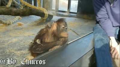 MACACO BOLA RINDO DA M&Aacute;GICA 🤡