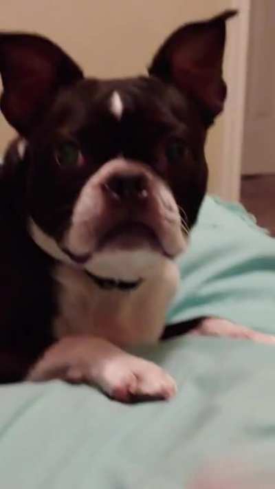 dog
